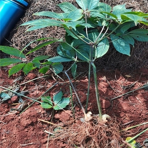 johnsonbai_2008淘宝云南文山三七种子红籽三七活苗种植田七苗子条