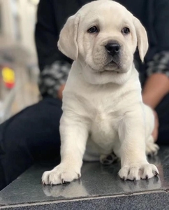 拉布拉多 拉多幼犬现在低价转让纯种公母拉布拉多犬幼狗两个多月