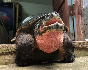 原种北美拟鳄龟