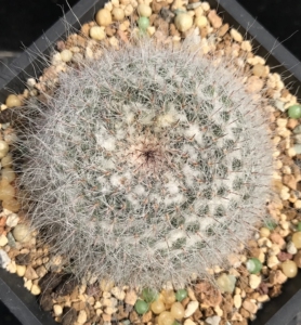 000人付款淘宝仙人球 长毛雪原玉翁 毛很长~包邮非偏远小熊2013熊瀚