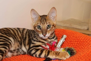 玩具虎猫,小老虎,顶级血线,玩具虎猫,迷你版老虎宠物猫,奢饰