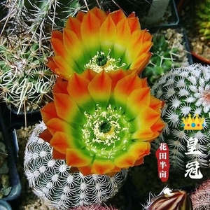 皇冠虾 席克氏彩草丽花毛花柱多肉植物老桩美花仙人球开花仙人球