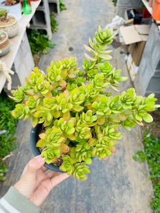 【天狗之舞老桩】天狗之舞老桩品牌,价格 - 阿里巴巴