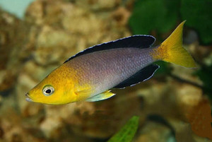 三湖慈鲷 野生金头剑沙