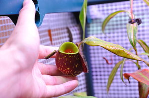 黑月苹果猪笼草