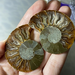 马达加斯加对开菊石切片,一半腔室已晶洞化,螺心石化了,细节看