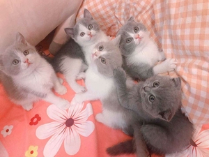 英短蓝猫蓝金渐层