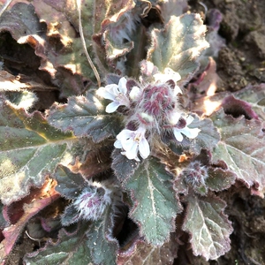 散血草新鲜筋骨草苦草金疮小草破血丹退血草降血散血草地苦胆10