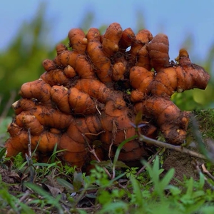 6014人付款淘宝广西野生姜黄新鲜小黄姜药用姜泡酒产后调节月子姜老
