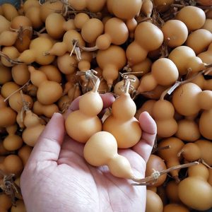 文玩手捻小葫芦苗草里金小葫芦秧苗阳台盆栽庭院观赏绿植盆栽优质