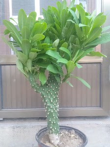 大型麒麟掌盆栽,带盆高度80厘米,土以上高度56厘米,带主土