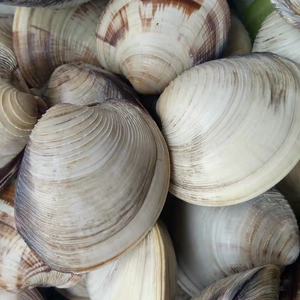 鲜活野生无沙超大特大蛤蜊10斤蛤蜊鲜活花蛤肉花甲美贝,海鲜