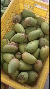 00铭婷诚信企业店淘宝现货加丽蜜流芒海南大芒果细腻多汁贵妃芒大青