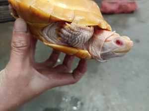 大红头,变异巴西,焦糖巴西,粉雪巴西,白化巴西,黑化巴西,彩