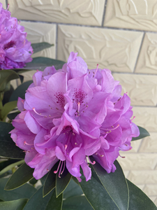 高山杜鹃凯特原生大苗紫色大花球高度90公分一物一拍