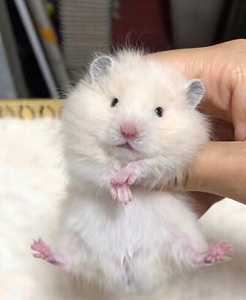 长毛家养活物仓鼠熊米熊金丝熊虎纹纯银包活可上手已打疫苗