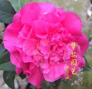 黛比品种茶花紫红色开品独杆树形一物一拍