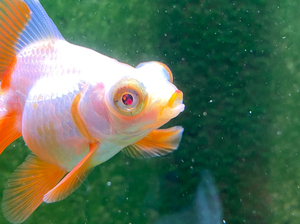 十二红蝶尾金鱼 宝石眼