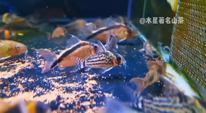 公主二线鼠鱼#蝙蝠侠舒瓦茨 热带鱼 观赏鱼