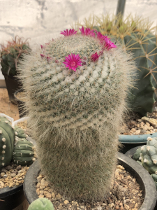 长毛玉翁仙人球