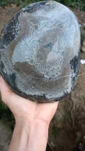 辉木化石,本地叫桫椤玉