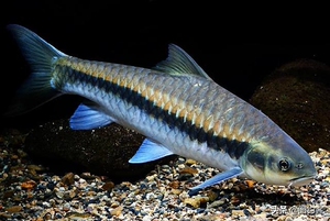 蓝吉罗,保山新光唇,观赏鱼,原生鱼,云南原生鱼,保山卧佛寺放