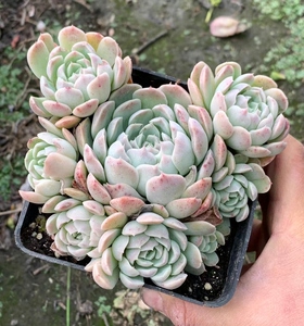 多肉植物,星影桑切斯,群生,容易度夏的品种