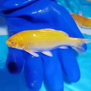 锦鲤赤目芥子,赤目黄金芥子,赤目介子.尺寸15-20,种鱼品