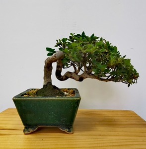 日本深山雾岛杜鹃鹤翁,临水造型优雅,出枝饱满,自养三年,年年