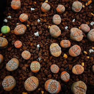 岛田c63b,无退化纯黄金线,生石花,15一颗,可挑5颗包邮