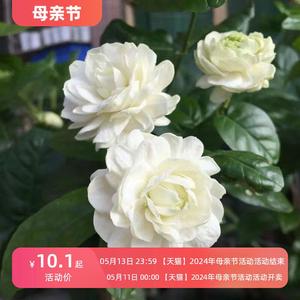 三叶轮生虎头茉莉苗茉莉花盆栽院阳台芳香茉莉大花重瓣浓香庭四季