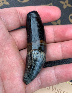 罕见完美品化石模型 巨鬣狗犬齿化石模型 树脂材质 已经玉化