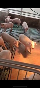 小猪批发30斤小猪仔批发活体长白母猪原种活苗宠物猪活物活体