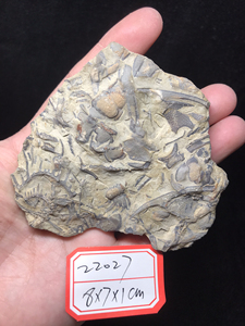 燕子石蝴蝶虫德氏虫大头化石摆件工艺品,25每个,看好哪个留好