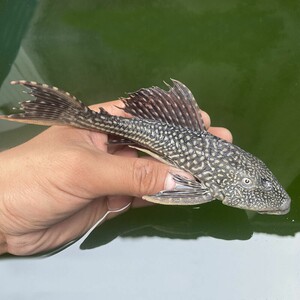 鱼缸清洁工鱼观赏鱼打扫卫生清道夫鱼苗垃圾鱼冷水热带淡水鱼包邮