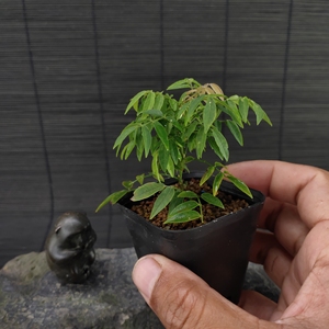 姬紫藤  日本盆景