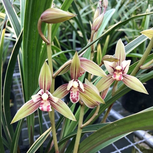 15苗浓香建兰黄金彩虹兰花金边线艺四季兰