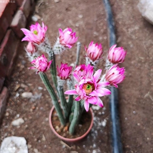 多肉植物银纽仙人球,仙人掌鹿角柱,办公室内开花美观绿植,银钮