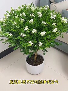 【带花苞九里香】特价包邮千里眼花卉盆栽鲜花 独杆九里香绿植四