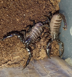 【雨林蝎.】雨林蝎.品牌,价格 - 阿里巴巴