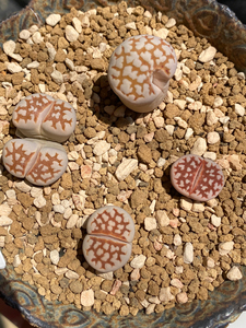 一盆价 生石花 c63b黄金线 优选 五年株