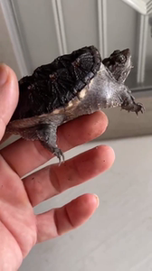 佛鳄原种黑佛鳄龟,鱼缸极品观赏龟,背甲长6.7cm,全品暴刺