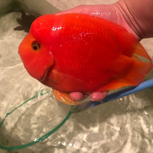 【精品财神 批发】11-13 14-16财神鹦鹉鱼起头鱼苗发