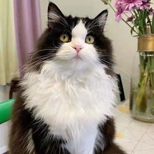 山东临清狮子猫幼崽,黑白奶油纯种狮子猫,长毛