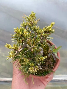 福娘五针松,原盆原土日本进口,非那须娘福泉明星瑞祥紫寸稍等五