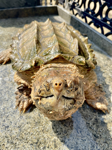 变异大鳄龟画作马克笔画大鳄龟手绘装饰画黄金大鳄白金大0人付款520