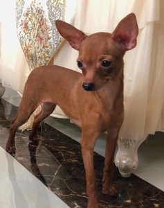 【小鹿犬幼崽纯种】小鹿犬幼崽纯种品牌,价格 - 阿里巴巴