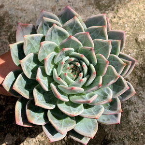 多肉植物白夜香槟大单头实物拍摄一物一拍办公室内阳台窗台花卉盆