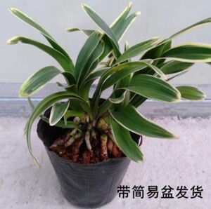 【凤凰冠】金边矮种兰花盆栽四季兰桌面兰花墨兰建兰