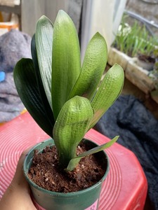 短叶君子兰雀兰